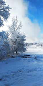 Snow covered plants on landscape against sky