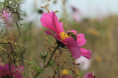 Close-up of pink flowers blooming outdoors