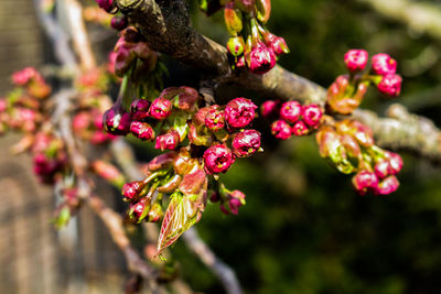 Close-up of fruits growing on tree