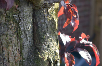 Close-up of tree trunk