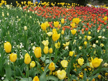 Close-up of yellow flowers blooming in field