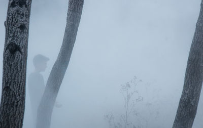 Low angle view of trees