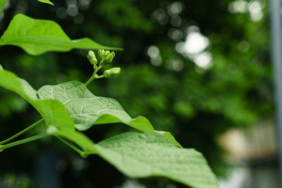 Close-up of green leaves