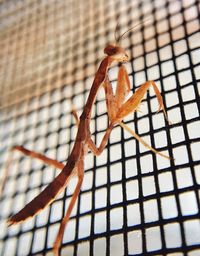 Close-up of lizard on branch