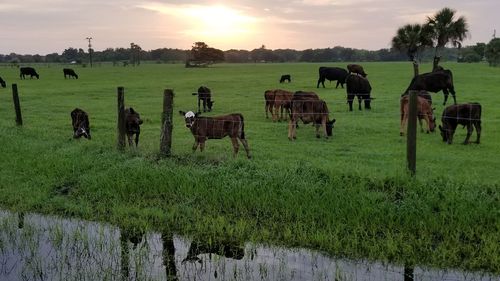 Horses grazing on field against sky during sunset