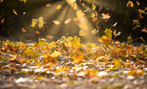 Golden dry maple leaves circling in the air above the ground. autumn landscape in the park, 