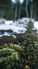 Close-up of moss growing in forest