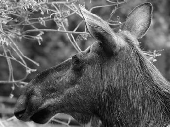 Close-up of moose looking away