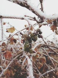 Close-up of snow on plant during winter