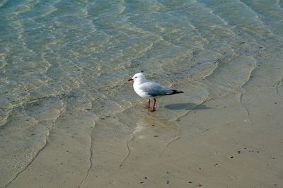 High angle view of seagull on beach