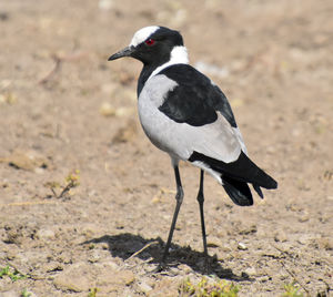 Close-up of bird perching on pole