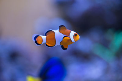 Close-up of clown fish swimming in aquarium