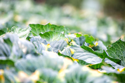 Close-up of fresh green leaves