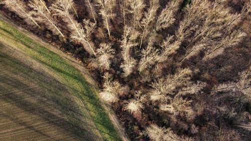 Full frame shot of plants on land