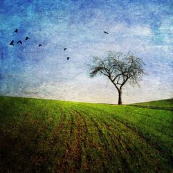 Trees on grassy field