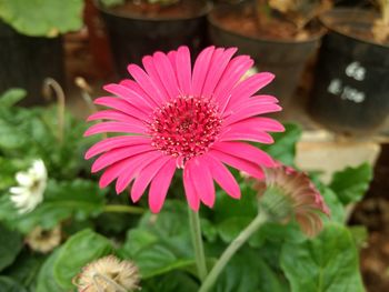Close-up of pink flower