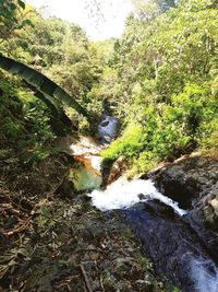 Trees by river in forest