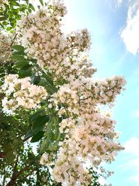 Low angle view of flowering tree against sky