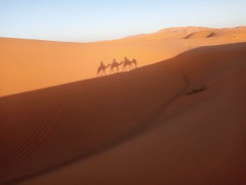 Taking picture on top of the camel
