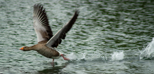 Close up greylag goose in flight on lake side view low angle