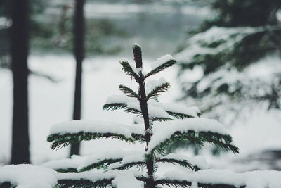 Close-up of frozen tree against sky during winter