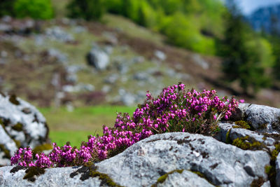 Close-up of pink flowering plant on rock