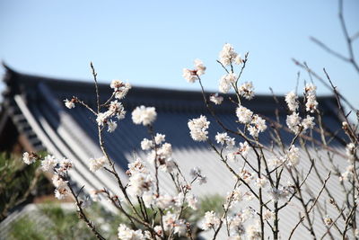 Close-up of cherry blossom against clear sky