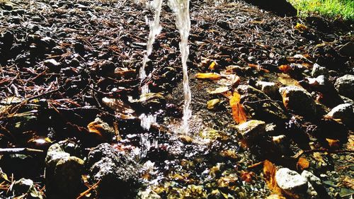 Close-up of leaves in water