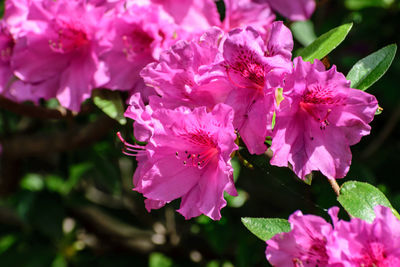 Close-up of pink flowers blooming outdoors