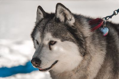 Close-up of siberian husky looking away