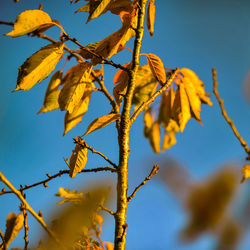 Low angle view of flower tree against sky