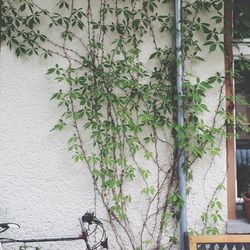 Plants growing on wall