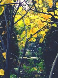 Leaves on tree trunk