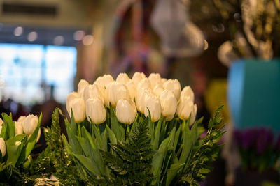 Close-up of white flowering plant