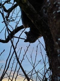 Low angle view of bird perching on tree