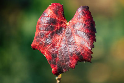 Close-up of dry leaves on plant during autumn