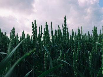 Panoramic shot of stalks in field against sky