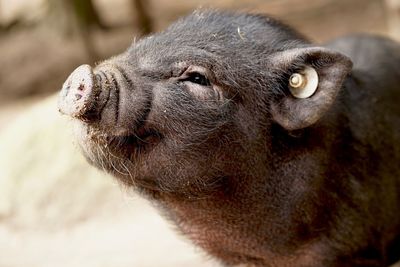 Close-up of pig