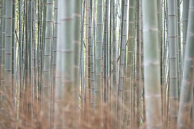 Full frame shot of bamboos in forest