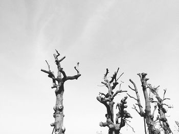 Low angle view of bare tree