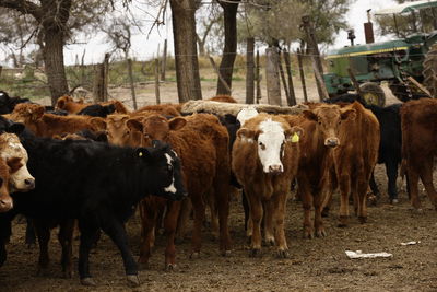 Cows standing in a field