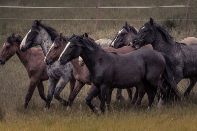 Horse standing on field