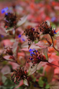 Close-up of butterfly pollinating on flowering plant