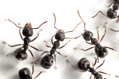 Close-up of ant on black background