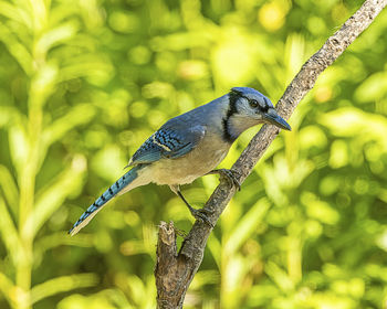 Close-up of bird perching on branch