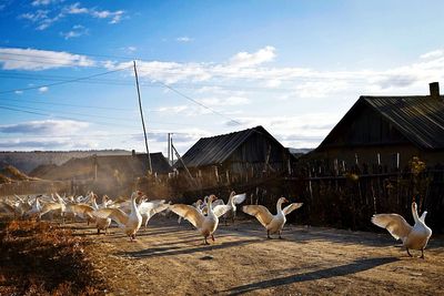 Flock of geese flapping wings on dirt road against sky