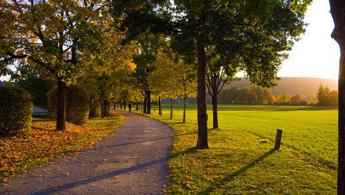 Footpath amidst trees in park