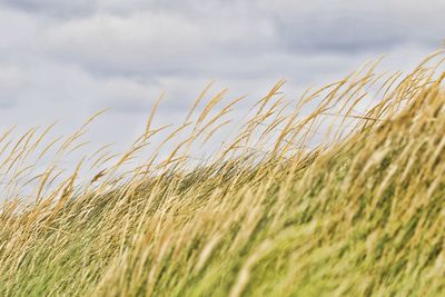 Wheat growing on field against sky