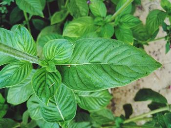 Close-up of fresh green plant