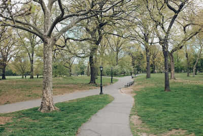 Trees in park